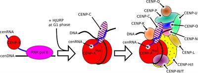 The Role of Human Centromeric RNA in Chromosome Stability